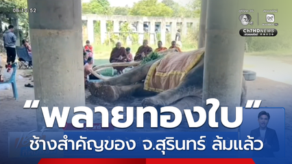 “พลายทองใบ” ช้างสำคัญของ จ.สุรินทร์ ล้มแล้ว
