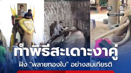 ทำพิธีสะเดาะงาคู่ ฝัง “พลายทองใบ” ช้างงาสวยและยาวที่สุดในไทย อย่างสมเกียรติ