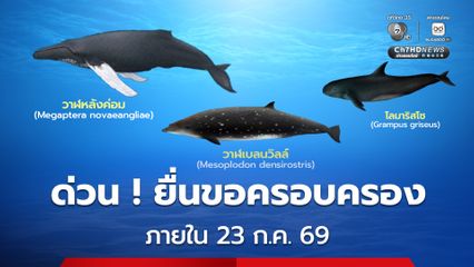 กรมประมง เปิดให้ผู้ครอบครองสัตว์น้ำคุ้มครอง 3 ชนิด ยื่นขออนุญาตครอบครองได้จนถึง 23 ก.ค. 69