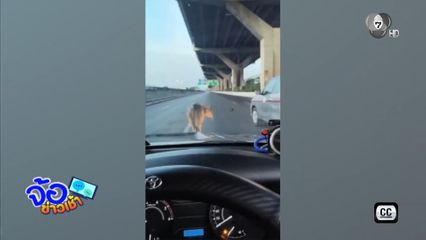 ควายน้อย มาอย่างไร ? หลุดกลางถนนวิภาวดีรังสิต