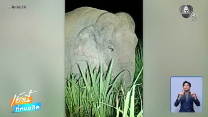 สีดอดื้อ ทำร้ายเจ้าหน้าที่ชุดผลักดันช้างป่า จ.สุรินทร์