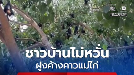 ชาวบ้านไม่หวั่น หลังข่าวไวรัสระบาด ฝูงค้างคาวแม่ไก่อยู่คู่ชุมชนกว่า 100 ปี
