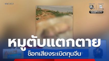 หมูตกใจเสียงระเบิด ตับแตกตาย