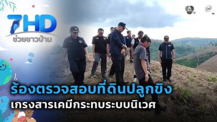 ยึดคืนพื้นที่ป่า ปลูก "ขิง" นับพันไร่