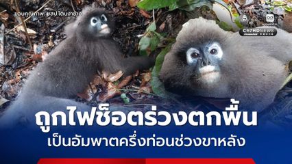 สุดสงสาร ! “ค่างแว่นถิ่นใต้” ถูกไฟฟ้าช็อตตกแนวสายไฟฟ้า เป็นอัมพาตครึ่งท่อน
