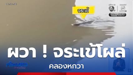ผวาจระเข้โผล่ คลองหกวา จ.ฉะเชิงเทรา