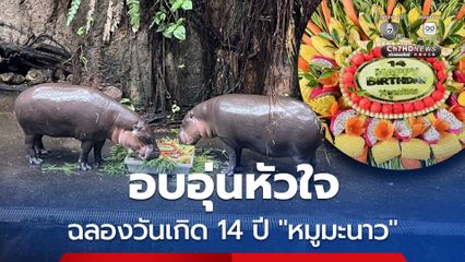 สวนสัตว์เปิดเขาเขียวฉลองวันเกิด 14 ปี “หมูมะนาว” สะใภ้สุดสวย มอบเค้กผลไม้ยักษ์ฉลองคู่ “หมูตุ๋น”สุดน่ารัก