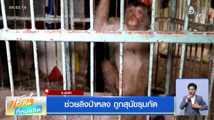 ช่วยลิงป่าหลง ถูกสุนัขรุมกัด