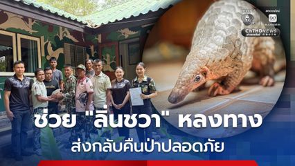 ชาวบ้านกันทรลักษ์ พบ "ลิ่นชวา" หลงเข้าที่ทำกิน  ประสานเจ้าหน้าที่ส่งกลับคืนป่าปลอดภัย
