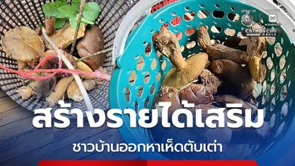 ชาวบ้านออกหาเห็ดตับเต่าฝนแรก สร้างรายได้เสริมหลัก 1,000 บาท ต่อวัน ไปจนถึงสูงสุด 5,000 บาท