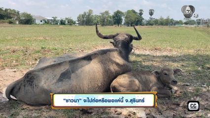 "ชาวนา" จะไปต่อหรือพอแค่นี้ จ.สุรินทร์