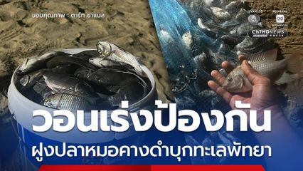 วอนเร่งป้องกัน ฝูงปลาหมอคางดำบุกทะเลพัทยา