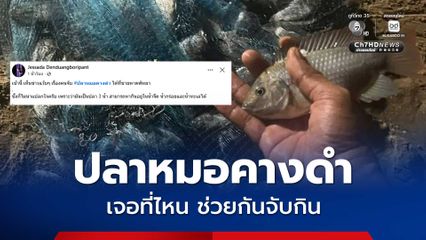 เจอที่ไหนช่วยกันจับกิน ปลาหมอคางดำโผล่ชายหาดพัทยา