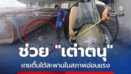 ช่วย “เต่าตนุ” เกยตื้นใต้สะพานในสภาพอ่อนแรง