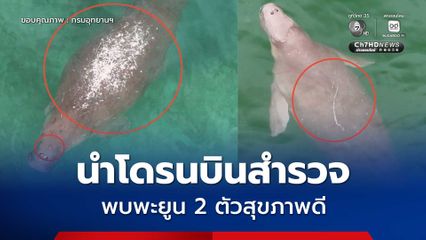 ศูนย์ศึกษาและวิจัยอุทยานฯ ที่ 3 (ตรัง) นำโดรนบินสำรวจพะยูนเกาะมุก-กระดาน พบ 2 ตัวสุขภาพดี สัญญาณบวกทรัพยากรทางทะเลฟื้นตัว