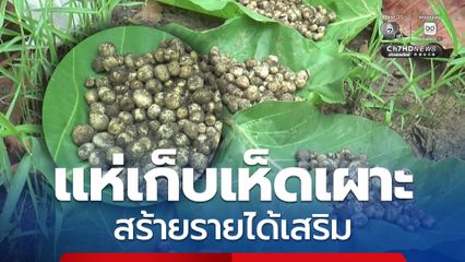 ชาวบ้านแห่เก็บเห็ดเผาะ สร้ายรายได้เสริม ในราคาพุ่ง กก. ละ 1,000 บาท