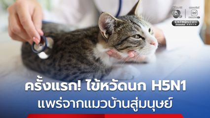 พบครั้งแรก ! ไข้หวัดนก H5N1 แพร่จากแมวบ้านสู่มนุษย์