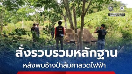 อธิบดีกรมอุทยานฯ สั่งรวบรวมหลักฐานแจ้งความดำเนินคดีผู้กระทำผิด หลังพบช้างป่าล้มคาลวดไฟฟ้าในสวนยางพารา จ.จันทบุรี​