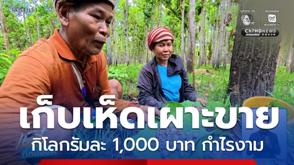 เก็บเห็ดเผาะขาย กิโลกรัมละ 1,000 บาท