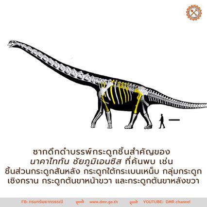 ค้นพบ “นาคาไททัน ชัยภูมิเอนซิส” ไดโนเสาร์ชนิดใหม่ ใหญ่สุดที่เคยพบในไทย-เอเชียตะวันออกเฉียงใต้