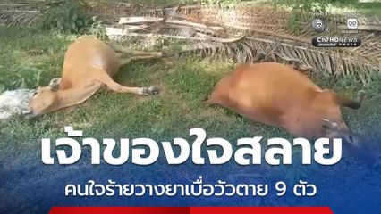 เจ้าของใจสลาย คนใจร้ายวางยาเบื่อวัวตาย 9 ตัว