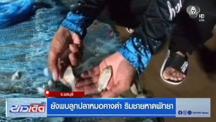 ยังพบลูกปลาหมอคางดำ ริมชายหาดพัทยา