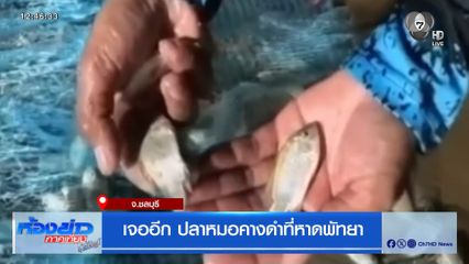 เจออีก ปลาหมอคางดำหาดพัทยา