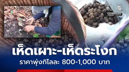 ชาวบ้านแห่เก็บ เห็ดเผาะ-เห็ดระโงก ต้นฤดูฝน ราคาพุ่งกิโลละ 800-1,000 บาท