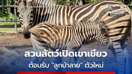 สวนสัตว์เปิดเขาเขียว ประสบความสำเร็จต้อนรับ “ลูกม้าลาย” ตัวใหม่ สุขภาพแข็งแรง 