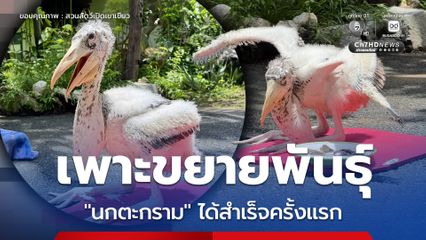 สวนสัตว์เปิดเขาเขียวประสบความสำเร็จครั้งสำคัญ เพาะขยายพันธุ์ “นกตะกราม” ได้สำเร็จเป็นครั้งแรก หลังใช้เวลานานกว่า 20 ปี