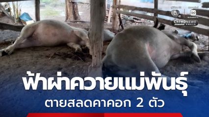 ฟ้าผ่าควายแม่พันธุ์ ตายสลดคาคอก 2 ตัว