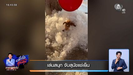 เล่นสนุก จับสุนัขแช่เย็น
