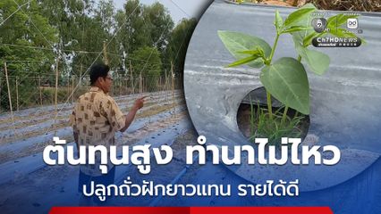 ชาวบ้านพลิกวิกฤตสู้ต้นทุนทำนาไม่ไหว หันปลูกถั่วฝักยาวแทน