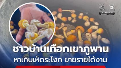 ช่วงต้นฤดูฝน ชาวบ้านเทือกเขาภูพานสกลนคร เก็บเห็ดระโงก ขายกิโลกรัมละ 1,000 บาท