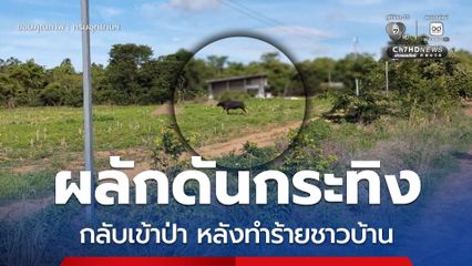 รมว.สุชาติ ห่วงใยเหตุกระทิงทับลานทำร้ายชาวบ้าน สั่งกรมอุทยานฯ เร่งเยียวยา-ตรึงกำลังผลักดันกระทิงกลับเข้าป่าอย่างปลอดภัย