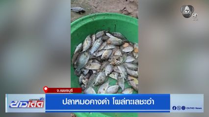 ปลาหมอคางดำ โผล่ทะเลชะอำ จ.เพชรบุรี