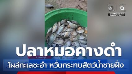 ปลาหมอคางดำ โผล่ทะเลชะอำ จ.เพชรบุรี