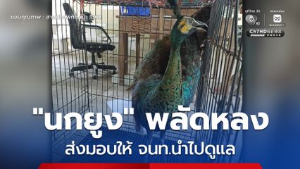 “นกยูง” พลัดหลง ส่งมอบให้ จนท.นำไปดูแล