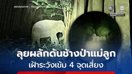 เจ้าหน้าที่ ขสป.บุณฑริก-ยอดมน ลุยผลักดันช้างป่าแม่ลูก เฝ้าระวังเข้ม 4 จุดเสี่ยง เพื่อความปลอดภัยสัตว์ป่าและชุมชน