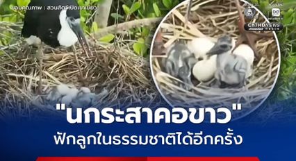 สวนสัตว์เปิดเขาเขียว ปลื้มความสำเร็จ นกระสาคอขาว ฟักลูกในธรรมชาติได้อีกครั้ง ตอกย้ำภารกิจอนุรักษ์สัตว์ป่าใกล้สูญพันธุ์