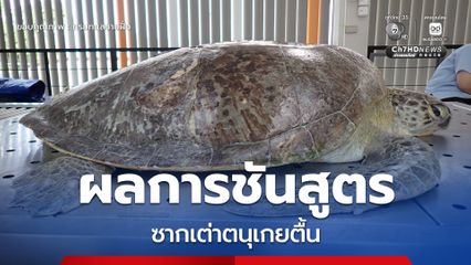 กรมทะเลชายฝั่ง รายงานผลการชันสูตรซากเต่าตนุเกยตื้น จ.ภูเก็ต