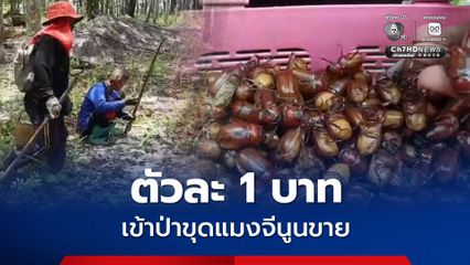 สร้างรายได้หน้าฝน ชาวบ้านเข้าป่าขุดแมงจีนูนขาย ทำเงินวันละ 1,000-1,500 บาท