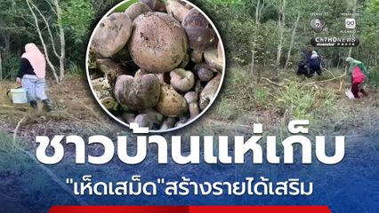 ปีละครั้ง ชาวบ้านแห่เก็บเห็ดเสม็ด หลังฝนแรกสร้างรายเสริม