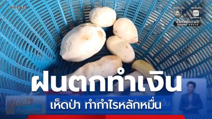 ชาวบ้านเฮ ! เห็ดป่า ทำกำไรหลักหมื่น