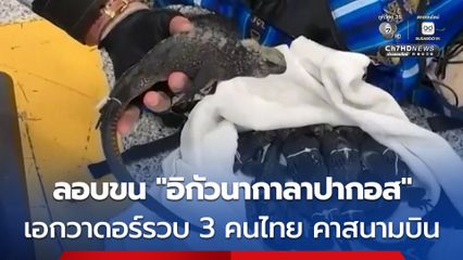 เอกวาดอร์รวบ 3 คนไทย คาสนามบิน ลักลอบขนอิกัวนากาลาปากอส 12 ตัว ซุกกระเป๋าเดินทาง