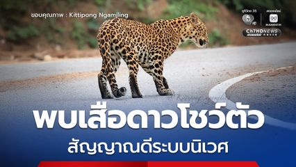 พบเสือดาวโชว์ตัวกลางถนน สัญญาณดีระบบนิเวศแก่งกระจานสมบูรณ์