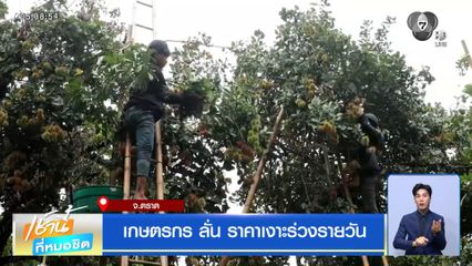 เกษตรกร ลั่น ราคาเงาะร่วงรายวัน จ.ตราด