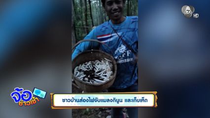 ชาวบ้านส่องไฟจับแมลงกินูน และเก็บเห็ด