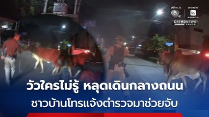 ตำรวจเร่งจับวัวหลุดกลางถนน  หวั่นประชาชนสัญจรได้รับความเดือดร้อน
