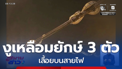 งูเหลือมยักษ์ 3 ตัวเลื้อยบนสายไฟในหมู่บ้านดังย่านคลองสาม